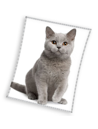Dětská mikroplyšová deka 150 x 200 cm - Britská Kočka Šedá