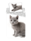 Dětské bavlněné povlečení – Kočka "grey 02"