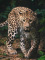 Deka mikroplyš 120 × 150 cm – Leopard green